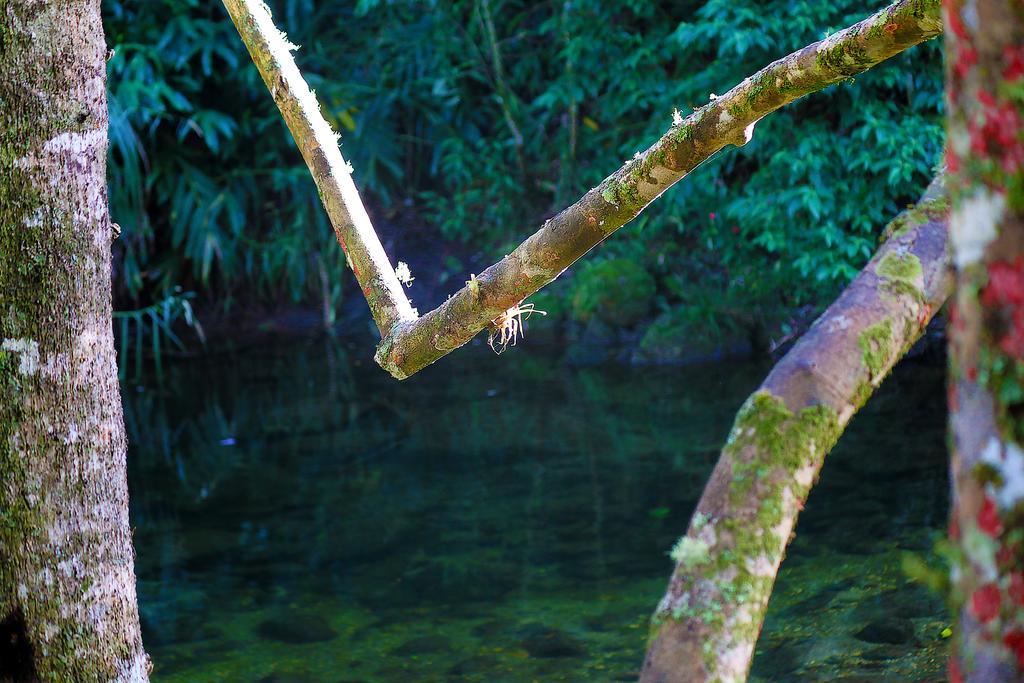 Hotel Refugio Ecologico Amadamata à Nova Friburgo Extérieur photo